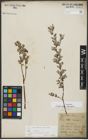 Foto von Salix repens subsp. repens L.